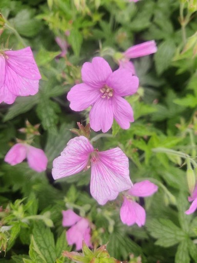 [#Plant_342] Geranium Endressii Sharon