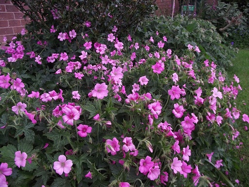 Geranium Endressii Sharon