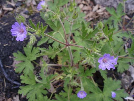 [#Plant_353] Geranium Orchid Blue