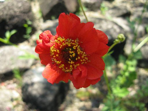 [#Plant_368] Geum Blazing Sunset