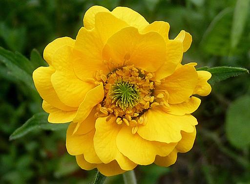 Geum Lady Strathden