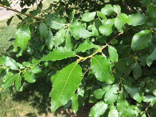 Goat Willow - Pussy Willow