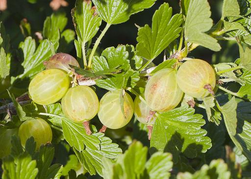 Gooseberry Hinnonmaki Yellow