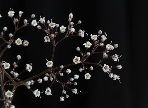 Gypsophila Babys Breath