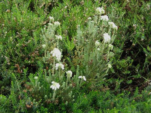 Heather Erica Tetralix Alba Mollis