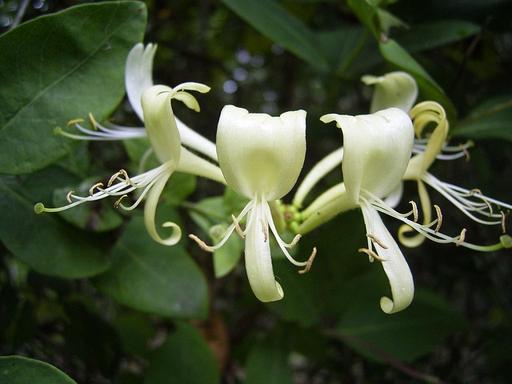 [#Plant_412] Honeysuckle Common