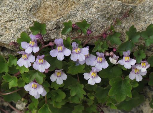 [#Plant_423] Ivy Toad Flax