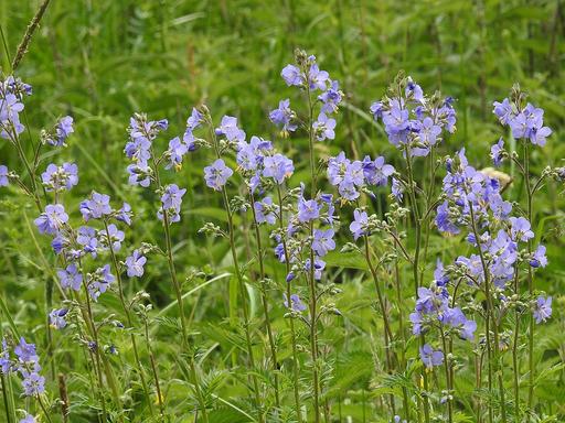 [#Plant_424] Jacobs Ladder