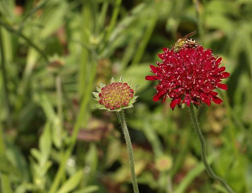 Knautia Macedonica Red