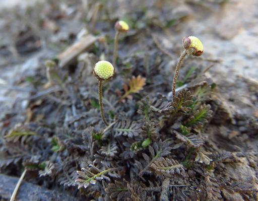 [#Plant_449] Leptinella squalida 'Platts Black'