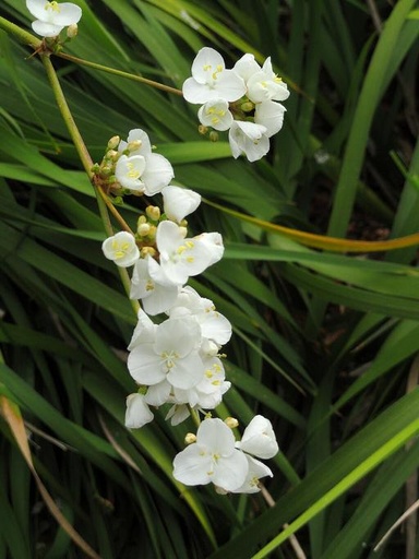 [#Plant_460] Libertia Chilensis