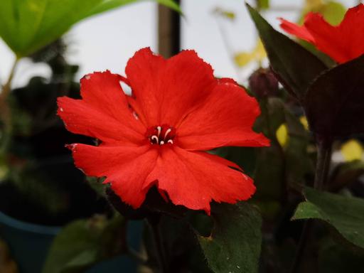 Lychnis Vesuvius