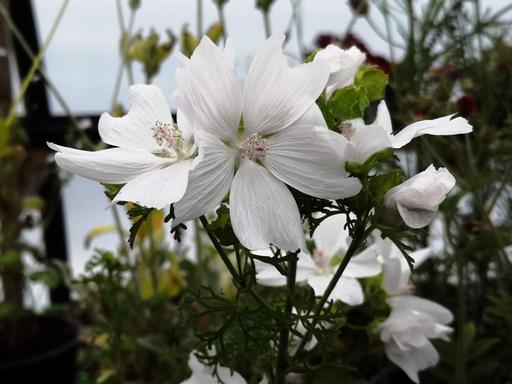 Malva Snow White