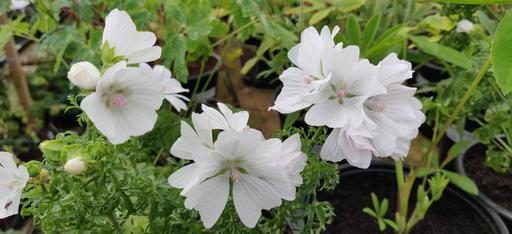 Malva Snow White