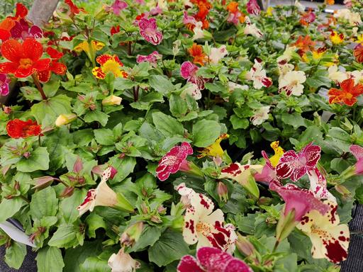 Mimulus Magic