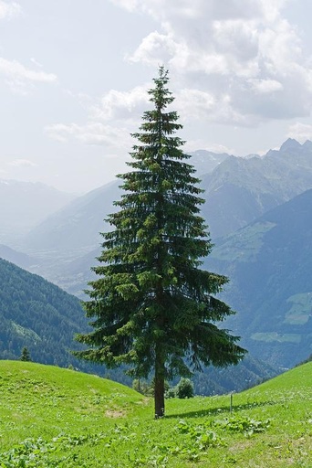 Norway Spruce