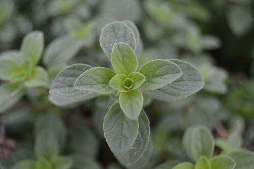 Oregano - Live Herb