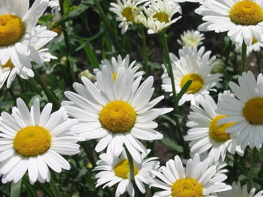 [#Plant_572] Ox Eye Daisy