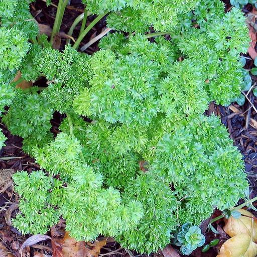 Parsley Curled Leaf - Live Herb