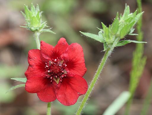 Potentilla Monarchs Velvet