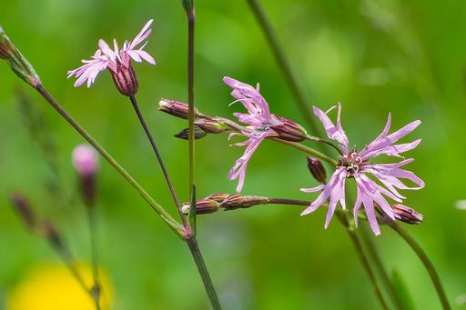 Ragged Robin Pink