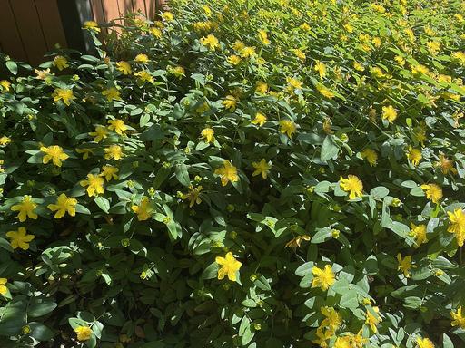 Rose Of Sharon - Yellow