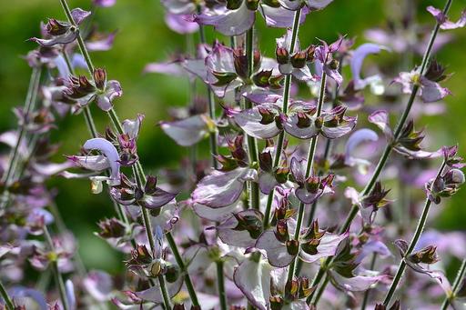 Salvia Sclarea Turkestanica Pink