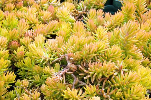 Sedum Angelina - Stonecrop