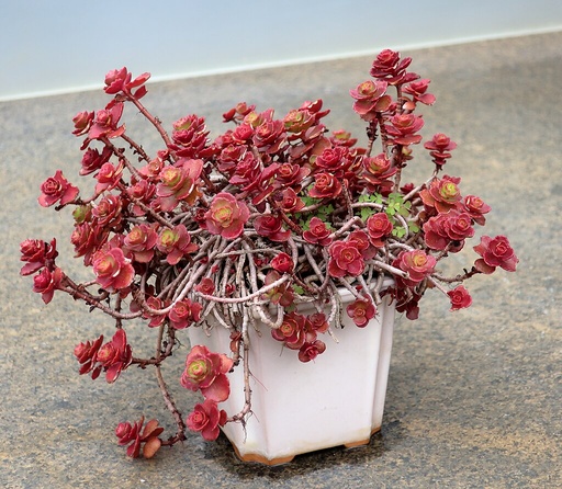 Sedum Spurium