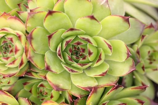 Sempervivum