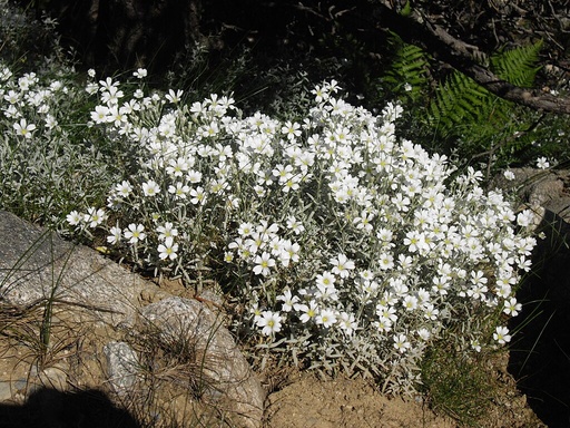 Snow In Summer