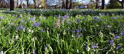 Spring Bulbs - Mixed