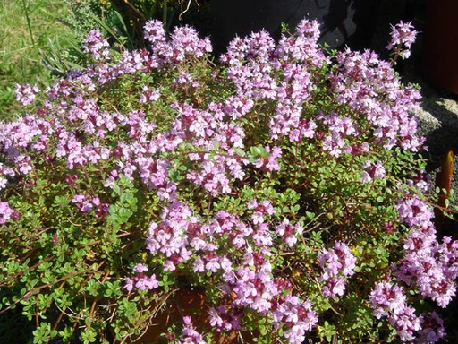 Thymus Serpyllum Goldstream