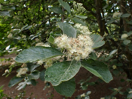 Whitebeam