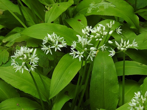 Wild Garlic