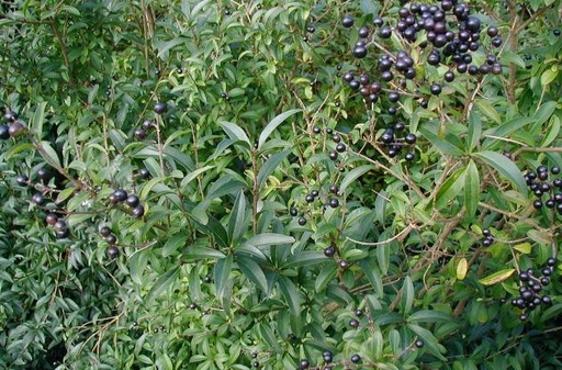 Wild Privet