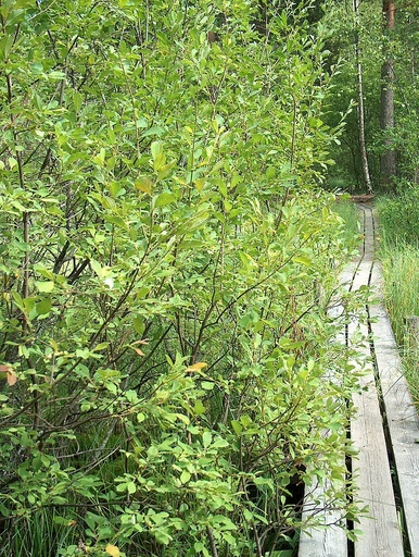 Eared Willow