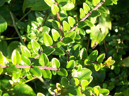 Box Honeysuckle - Lonicera Nitida