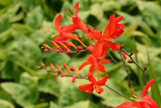 Crocosmia Mistral