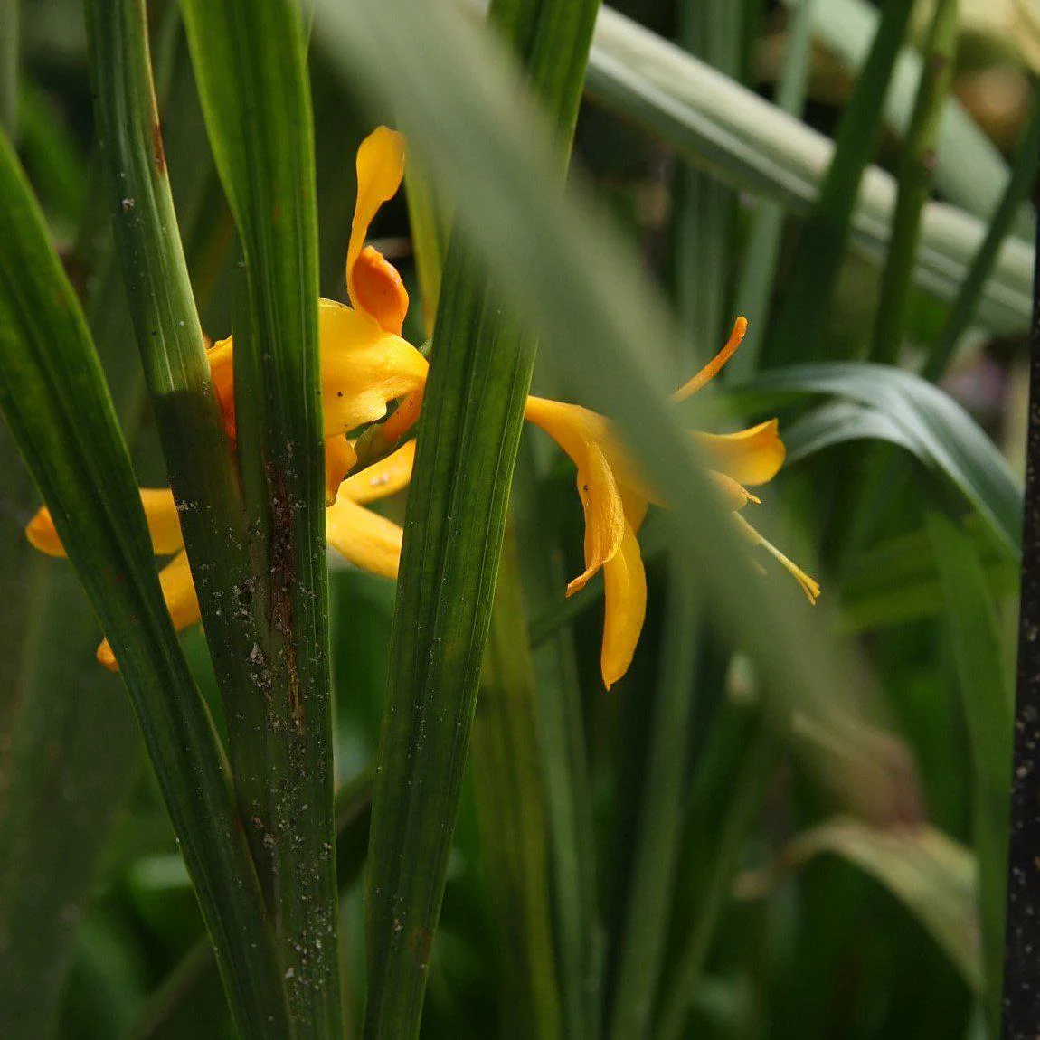 Crocosmia Suzanna